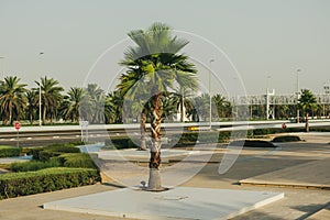 Fresh palm dates fruits and trees in emirates