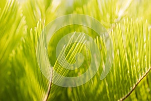 Fresh palm leaf, Abstract green texture background. Selective focus