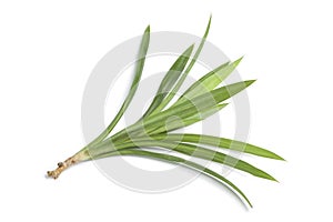 Fresh Pandan leaves