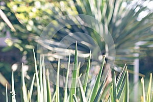 Fresh Pandan leaves isolated on white background.Green Leaves of Grass Blades - Horizontal Panorama - Blades Isolated on