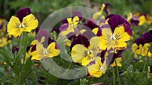Fresh Pansy garden blooming plants