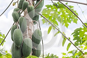 Fresh papaya tree with bunch of fruits