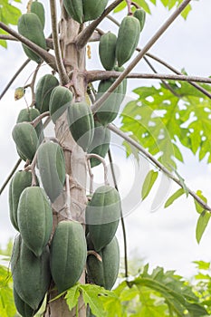 Fresh papaya tree with bunch of fruits