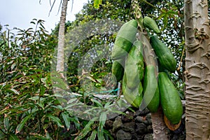 Fresh papayas hanging on the tree, ready to be picked.
