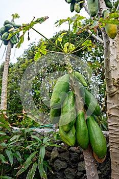Fresh papayas hanging on the tree, ready to be picked.