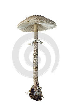 Fresh parasol mushroom