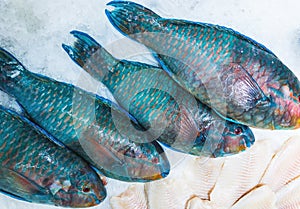 fresh Parrot fish , market