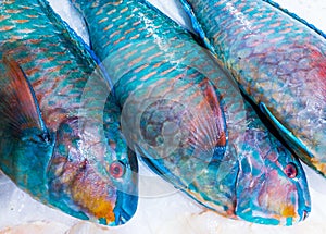 fresh Parrot fish at market