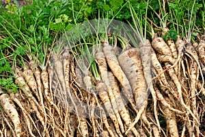 Fresh parsley