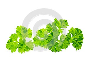 Fresh parsley