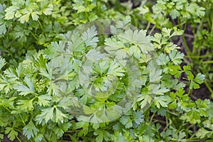 Fresh parsley in a greenhouse background