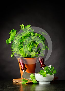 Fresh Parsley Growing in Pot with Mezzaluna in Still Life