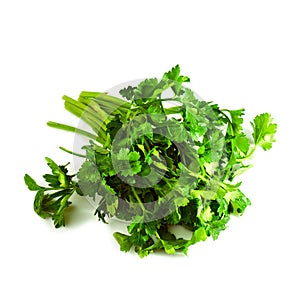Fresh parsley herb
