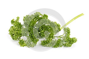 Fresh Parsley Herb Isolated on White Background