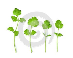 Fresh parsley herb isolated on white background.top view