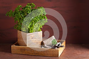 Fresh parsley herb in wooden pot