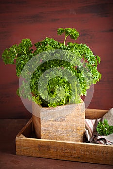 Fresh parsley herb in wooden pot