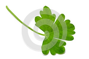 Fresh parsley leaf