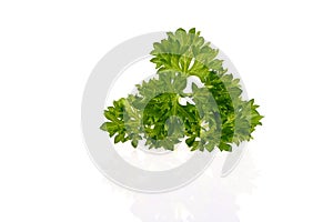 Fresh parsley leaf isolated
