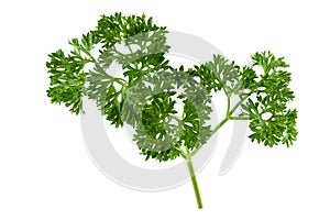 Fresh parsley leaves on branch isolated on white background