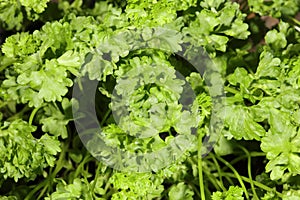 Fresh Parsley in Herb Garden