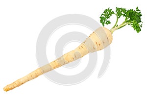 Fresh parsley root isolated on white background