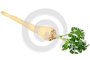 fresh parsley root isolated on white background