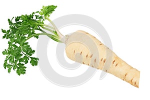 Fresh parsley root isolated on white background