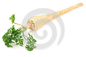 fresh parsley root isolated on white background