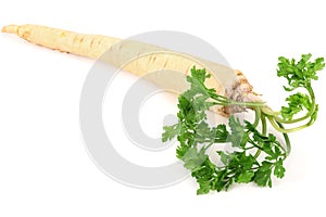 fresh parsley root isolated on white background