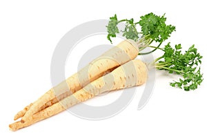 Fresh parsley root isolated on white background