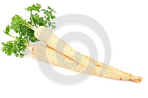 fresh parsley root isolated on white background