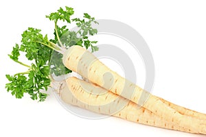 Fresh parsley root isolated on white background