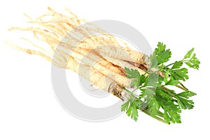 fresh parsley root isolated on white background