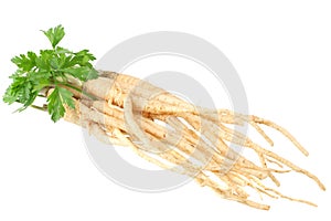 fresh parsley root isolated on white background