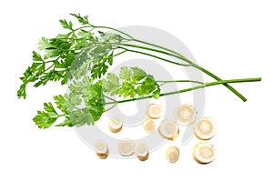 fresh parsley root isolated on white background. top view