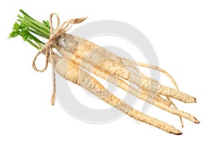 fresh parsley root isolated on white background. top view