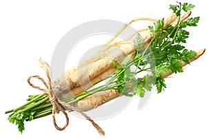 fresh parsley root isolated on white background. top view