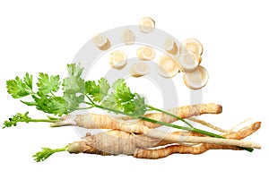 Fresh parsley root isolated on white background. top view