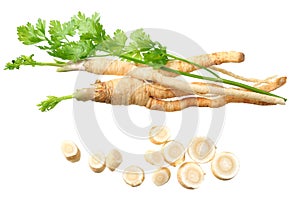fresh parsley root isolated on white background. top view