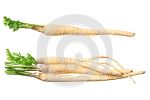 fresh parsley root isolated on white background. top view