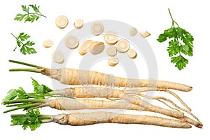 Fresh parsley root isolated on white background. top view