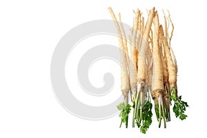 Fresh parsley root isolated on white background. top view