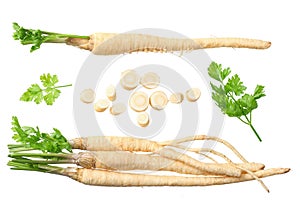 fresh parsley root isolated on white background. top view