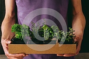 Fresh parsley, rosemary, basil, oregano and thyme. Gardener holding fresh herbs, closeup. With copy space