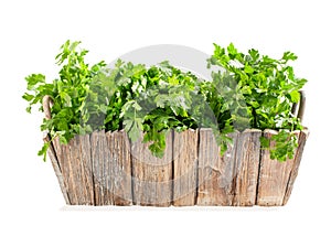 Fresh parsley in wooden pot