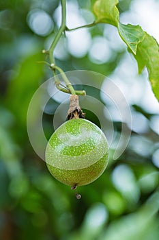 fresh passion fruit close up on tree