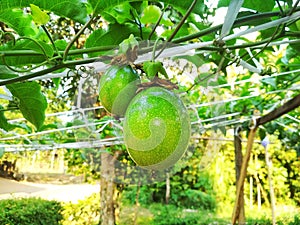 fresh passion fruit. passion fruit on the tree