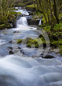 A fresh path into the woods, Cavado River, Povoa the Lanhoso, Braga. photo