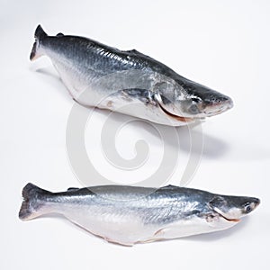 Fresh Patin Fish photo